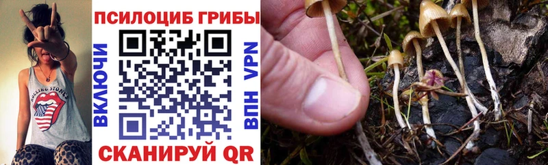 где продают наркотики  Удомля  Псилоцибиновые грибы Magic Shrooms 